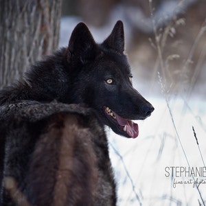 May include: A black wolf with a white patch on its chest sits in the snow with its mouth open and tongue sticking out. The wolf is looking to the right of the image. The background is blurry and out of focus.