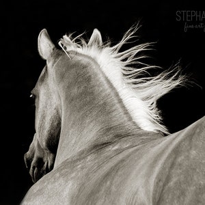 Horse Photography, Black and White Horse Picture, Horse Poster, Western Decor, Horse running wind blowing mane, horse black, palomino horse