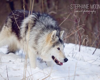 Wolf Photography, Wolf Picture, Wildlife Photography, Picture of Wolf