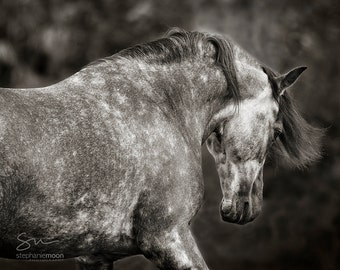 Dark Horse Portrait on Dark Background, Black and White Horse Photography, Fine Art Horse Photograph,  Horse Picture, Horse Poster, Roan