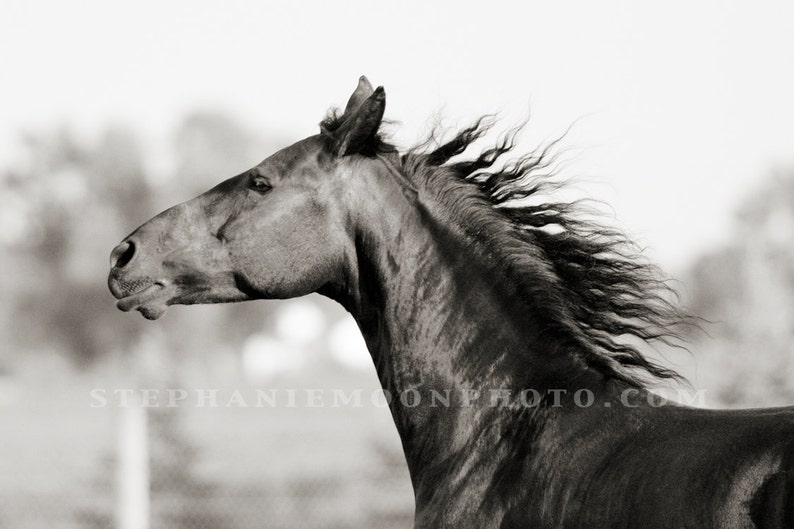 Horse Photography, black and white horse photography, fine art equine photography, 8x12 image 1