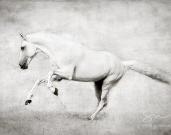 Black and White Horse Photography, White Horse Picture, Fine Art Photography of a running white stallion, Surreal Horse Photography