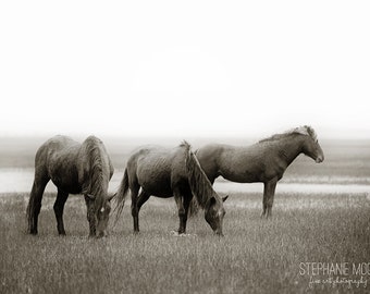 Wild Horse Photography, Wild Horse on Carrot Island playing, Black and white horse photography, Horse Poster, Horse Picture, Horse Art