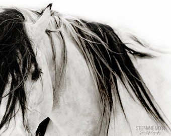 May include: A close-up of a white horse with a black mane and tail. The horse's head is turned to the side, and its mane is flowing in the wind.