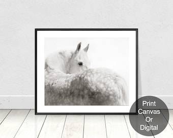 May include: A black and white photograph of a horse with its head turned back to look at the camera. The horse is lying down and its fur is spotted.