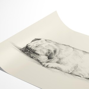 Pug Drawing Art Print: Antique Style Dog Sketch by Ethan Harper image 5