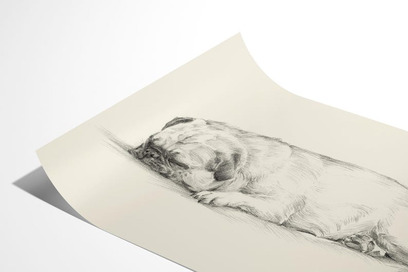 Pug Drawing Art Print: Antique Style Dog Sketch by Ethan Harper image 5