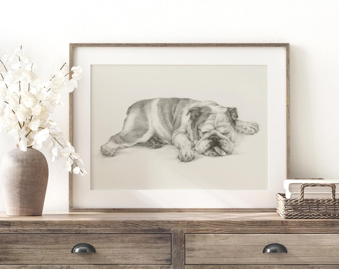 English Bulldog Fine Art Print -Bulldog Sketch by Ethan Harper, Home Decor, Nursery Decor, Gift for Dog Lovers, Wall Art Illustration