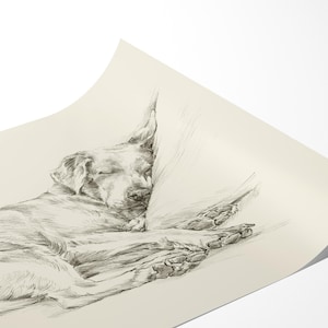 Labrador Retriever Art Print by Artist, Ethan Harper. Chocolate Lab Drawing Wall Decor. image 3