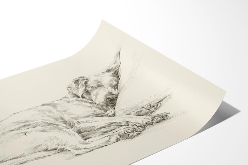 Labrador Retriever Art Print by Artist, Ethan Harper. Chocolate Lab Drawing Wall Decor. image 3