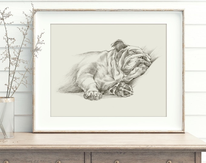 Bulldog Sketch Art Print: English Bulldog Print Reproduced from an Original Pencil Drawing by Ethan Harper