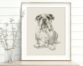 Bulldog Sketch Art Print: English Bulldog Lover Gift