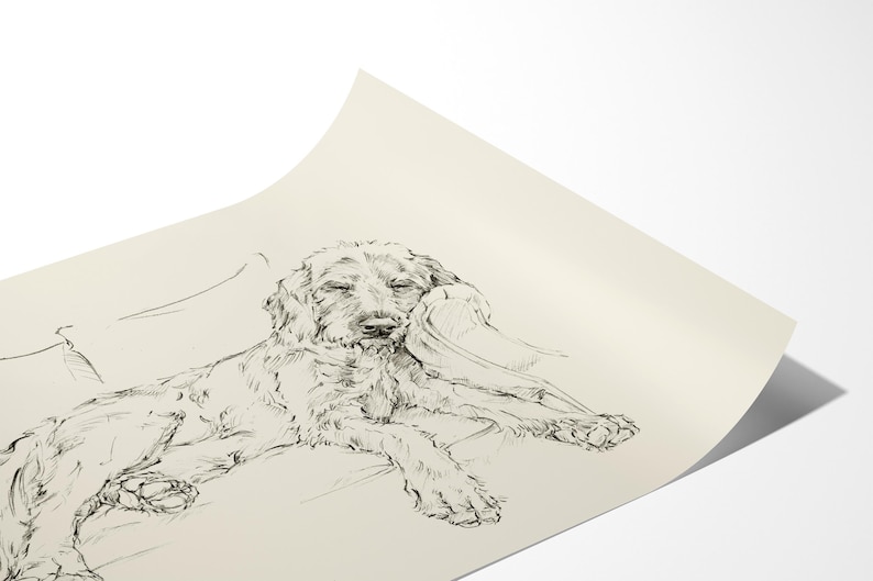 May include: Black and white line drawing of a dog sleeping on a couch. The dog is a Wirehaired Pointing Griffon.
