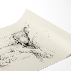 Weimaraner Art Print. Ethan Harper. Weimaraner Drawing. Gifts for Dog Lovers. Sleeping Dog. Dog Wall Decor. Dog Drawing image 4