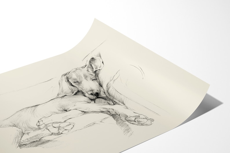 Weimaraner Art Print. Ethan Harper. Weimaraner Drawing. Gifts for Dog Lovers. Sleeping Dog. Dog Wall Decor. Dog Drawing image 4