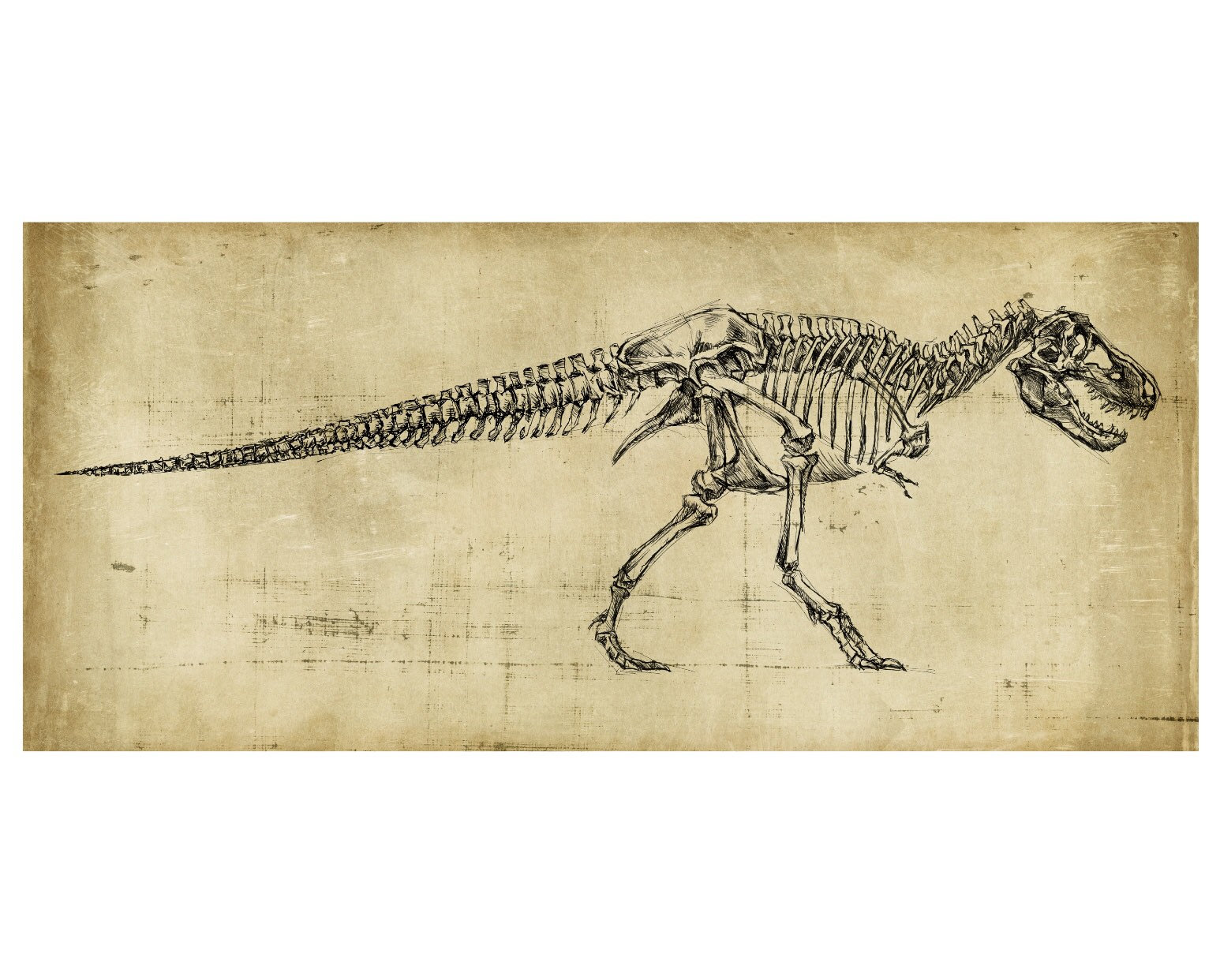 Tyrannosaurus Rex Art, Oddities and Curiosities , T-rex Drawing, Dinosaur  Skeleton, Dinosaur Art, T Rex Fossil. Christmas - Etsy Sweden