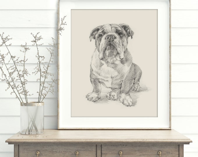 Bulldog Fine Art Print. English Bulldog Sketch by Artist, Ethan Harper