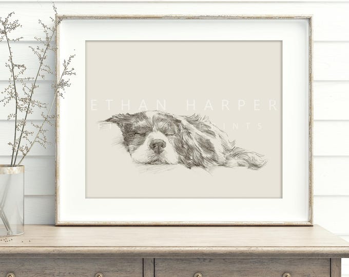Cavalier King Charles Spaniel Art Print by Artist, Ethan Harper. Dog Drawing Wall Decor.