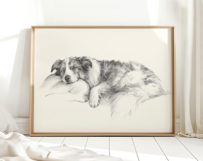 Border Collie Art Print: Charcoal Dog Portrait by Ethan Harper