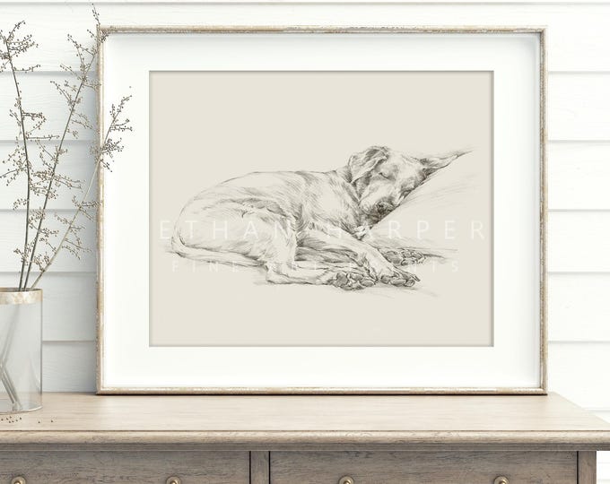 Labrador Retriever Art Print by Artist, Ethan Harper. Chocolate Lab Drawing Wall Decor.