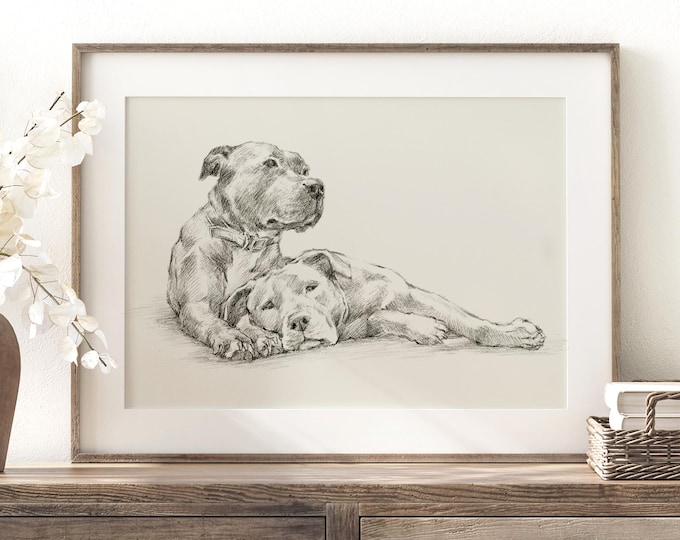 Pit Bull Drawing Fine Art Print by Artist, Ethan Harper. Staffordshire Bull Terrier Artwork for Dog Lovers.