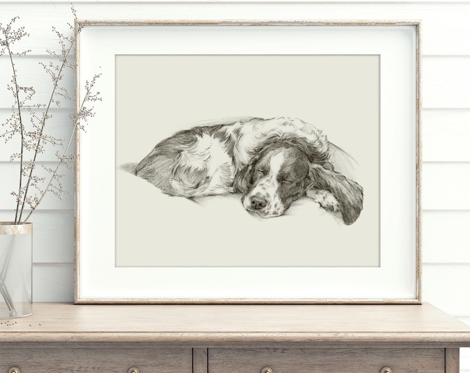 Springer Spaniel Fine Art Print, Reproduced from Original Charcoal Drawing by Ethan Harper, Dog Wall Decor, Nursery Decor, Pet Lover Gift