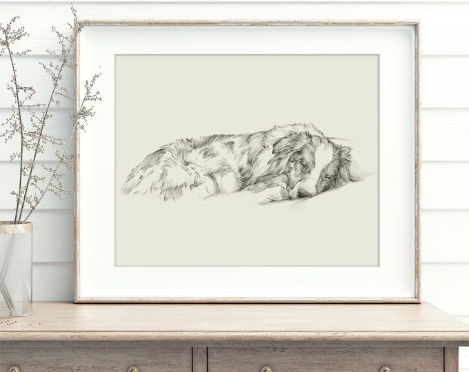 Australian Shepherd Sketch Art Print: Vintage Style Sketch Reproduced from an Original Pencil Drawing by Ethan Harper