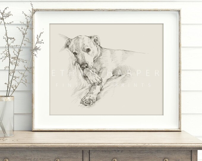 Pit Bull Drawing Fine Art Print by Artist, Ethan Harper. Staffordshire Bull Terrier Artwork for Dog Lovers.