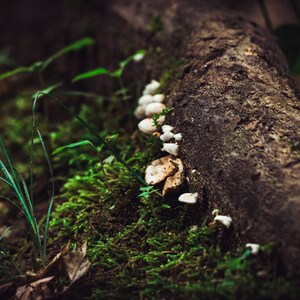 Forest Symphony