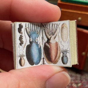 Miniature Book; Vol 3 An accurate description of the richest treasure of natural things, Sea by Albert Seba 1:12 Color illustration #Replica