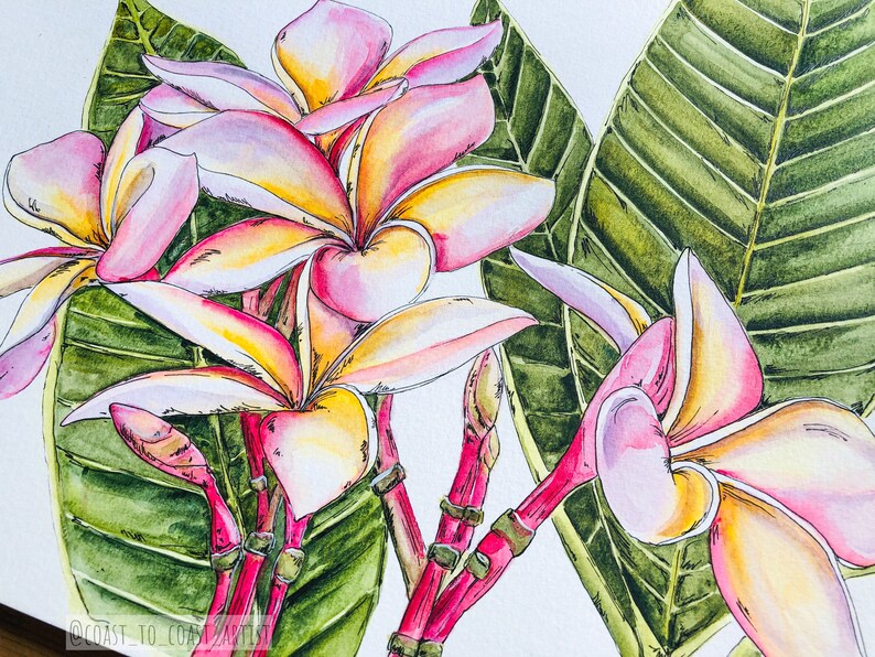 Plumeria Tropical Flower Limited Edition PRINT