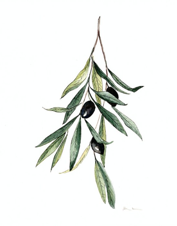 Olive Branch PRINT Limited Edition Etsy