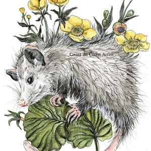 Swamp Yellow Marigold Flowers and Opossum or Possum Habitat Series