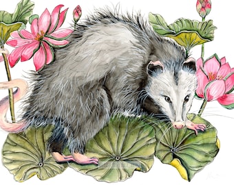 Swamp Water Lilies Flowers & Opossum or Possum Habitat Series, Wildlife, Woodland Animal, Pink Blossoms, Gift, Wallart
