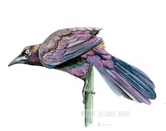 Grackle Bird PRINT Limited Edition