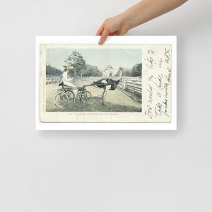 Unique Vintage Ostrich Poster - Quirky Ostrich Art Print - Antique Bird Illustration Decor - Unusual Wall Art