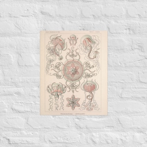 Antique Jellyfish Illustration Poster, Vintage Marine Life Print, Classic Ocean Wall Art, Historic Sea Creature Decor&quot;