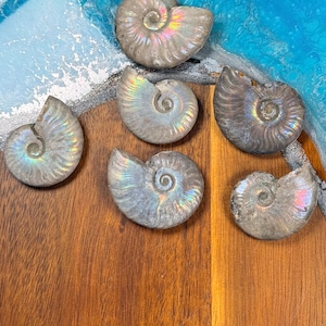 Iridescent Ammonite Fossils | Opalized | Rainbow Sheen