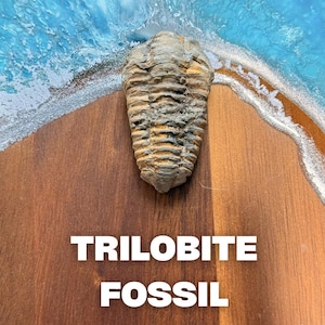 Puede incluir: Un espécimen de trilobites fosilizado con un cuerpo texturizado y segmentado. El fósil se encuentra sobre un fondo de superficie de madera y un diseño de resina azul y blanco, con las palabras "TRILOBITE FOSSIL" en texto blanco.