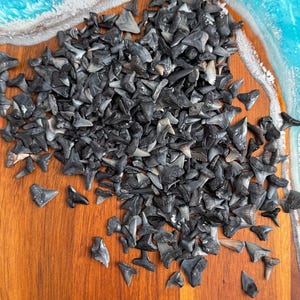Shark Teeth| Assorted Shark Teeth| Real Fossil | Custom