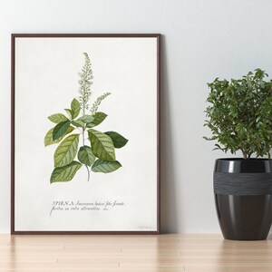 Cinnamomum illustration | Georg Dionysius Ehret | Digital | Vintage | Poster | Scientific | Wall | Art | Spiraea | Botanical | Plant | Decor