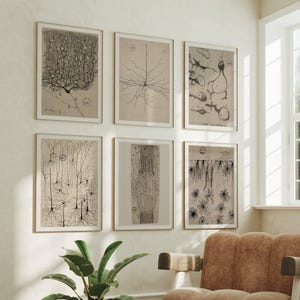 Lot de 6 gravures d'anatomie antiques Santiago Ramon y Cajal | oeuvre d'art murale biologie vintage, affiche de bureau de médecins, oeuvre d'art d'étudiant en médecine, image