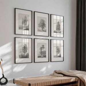May include: Six framed monochrome tree prints adorn a white wall. The prints depict detailed illustrations of different tree species. A wooden bench with a black metal frame and a beige blanket are in the foreground.