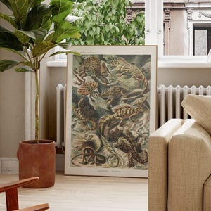 Ernst Haeckel Lacertilia Eidechlen from Kunstformen der Natur | Lizard & Reptile Lithograph Print, Scientific Illustration, Poster, Wall Art