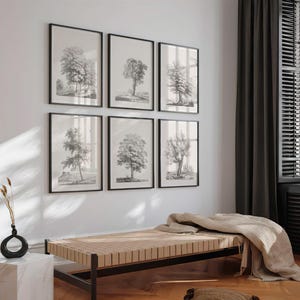 Set of 6 Vintage Tree Drawing Prints | Six Piece Tree Engraving  Posters, Wall Art, Artwork Antique Picture, Home Decor JBernard No6-11