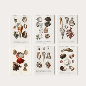 Könnte beinhalten: Sechs Vintage-Illustrationen von Muscheln, jede zeigt eine andere Art. Die Illustrationen sind in einem detaillierten, realistischen Stil mit filigranen Details und lebendigen Farben gehalten. Die Illustrationen sind vor einem weißen Hintergrund angeordnet.