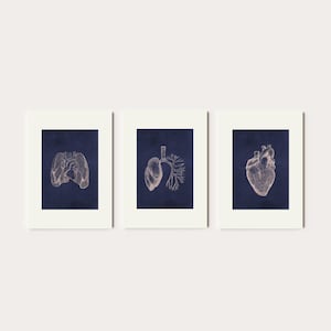 May include: Set of three framed prints featuring anatomical illustrations of the heart, lungs, and a cross-section of the lungs. The illustrations are in a light beige color against a dark blue background. The prints are displayed in white frames.
