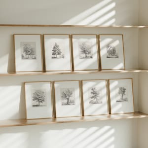 8er Set Vintage Baum Zeichnung Prints | Acht Stück Baum Gravur Poster, Wand-Kunst, Kunstwerk Antikes Bild, Wohnkultur JBernard No23-30