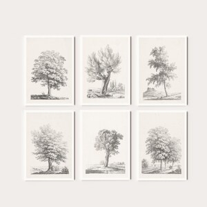 Peut inclure: Ensemble de six dessins au trait en noir et blanc d'arbres. Chaque estampe présente un arbre différent sur un fond simple.