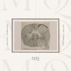 May include: A vintage anatomical illustration of a cross-section of the spinal cord. The illustration is in black and white and shows the different parts of the spinal cord, including the gray matter, white matter, and nerve roots. The illustration is labeled with letters and numbers.